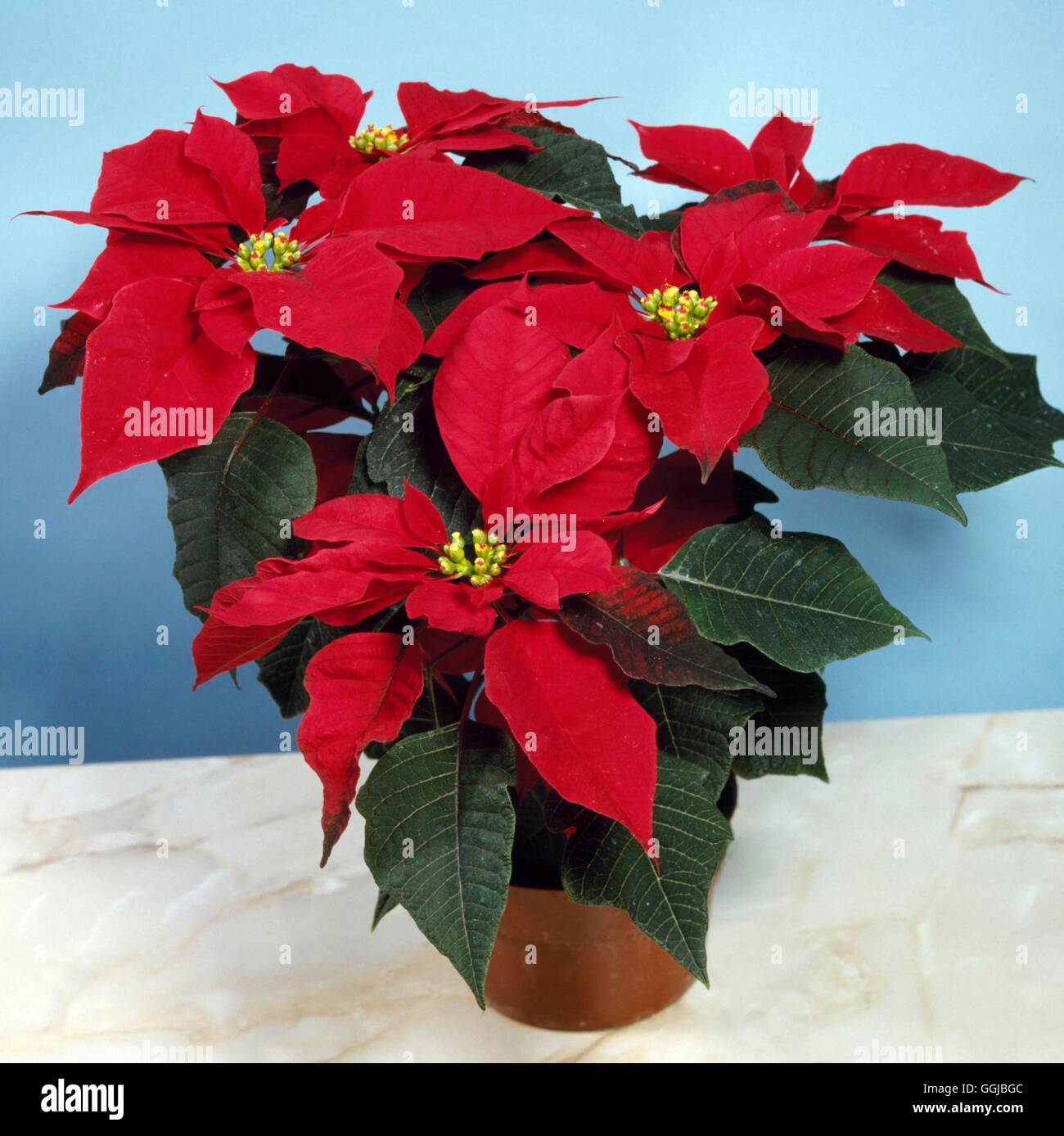 Euphorbia pulcherrima - `Diva' - Poinsettia   HPS028820 Stock Photo